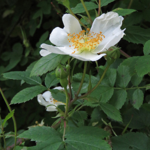 Photographie n°2495575 du taxon Rosa arvensis Huds.