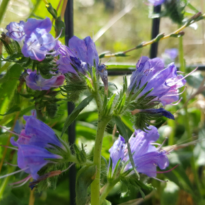 Photographie n°2495598 du taxon Echium vulgare L.