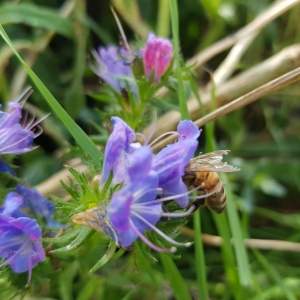 Photographie n°2495599 du taxon Echium vulgare L.