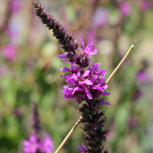 Photographie n°2495605 du taxon Lythrum salicaria L.