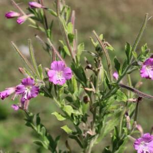 Photographie n°2495634 du taxon Epilobium hirsutum L.