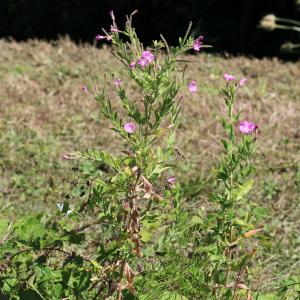 Photographie n°2495637 du taxon Epilobium hirsutum L.