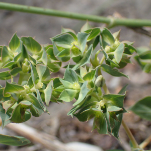 Photographie n°2495670 du taxon Euphorbia falcata L.