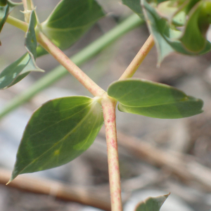 Photographie n°2495671 du taxon Euphorbia falcata L.