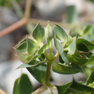 Photographie n°2495672 du taxon Euphorbia falcata L.