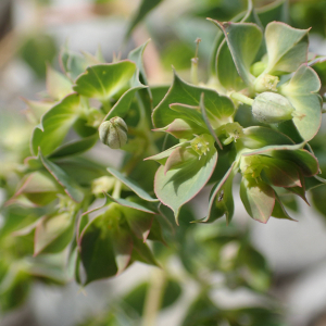 Photographie n°2495673 du taxon Euphorbia falcata L.