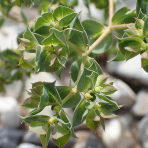 Photographie n°2495674 du taxon Euphorbia falcata L.