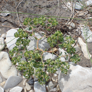 Photographie n°2495675 du taxon Euphorbia falcata L.