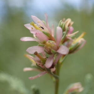 Photographie n°2495691 du taxon Myricaria germanica (L.) Desv.