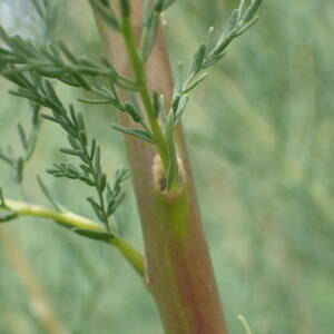 Photographie n°2495697 du taxon Myricaria germanica (L.) Desv.