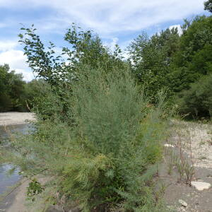 Photographie n°2495700 du taxon Myricaria germanica (L.) Desv.