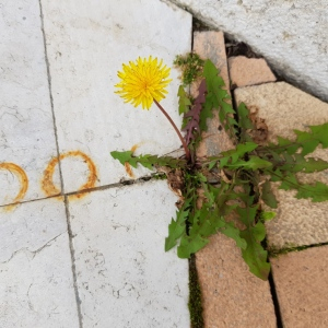 Photographie n°2495705 du taxon Taraxacum F.H.Wigg.