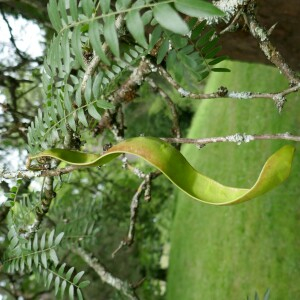 Photographie n°2495715 du taxon Gleditsia triacanthos L. [1753]