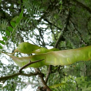 Photographie n°2495718 du taxon Gleditsia triacanthos L. [1753]