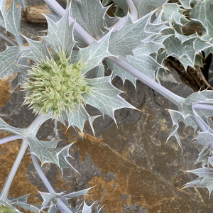 Photographie n°2495726 du taxon Eryngium maritimum L.