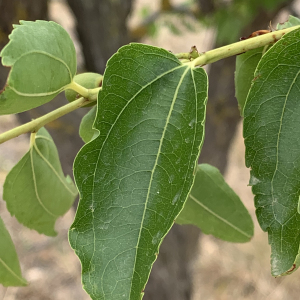 Photographie n°2495769 du taxon Ziziphus jujuba Mill. [1768]