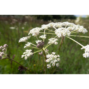 Silphiodaucus prutenicus (L.) Spalik, Wojew., Banasiak, Piwczyński & Reduron (Laser de Prusse)