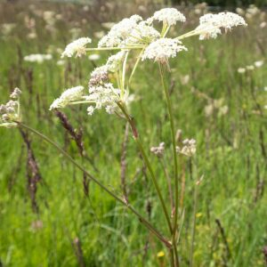  - Silphiodaucus prutenicus (L.) Spalik, Wojew., Banasiak, Piwczyński & Reduron [2016]