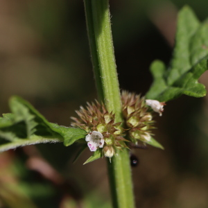 Photographie n°2495807 du taxon Lycopus europaeus L.