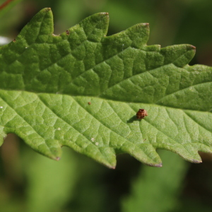 Photographie n°2495808 du taxon Lycopus europaeus L.