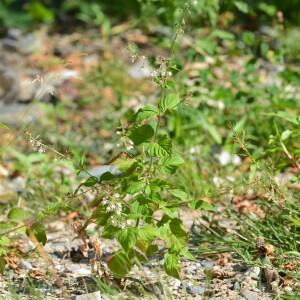 Photographie n°2495810 du taxon Circaea lutetiana L.