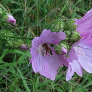 Photographie n°2495821 du taxon Malva alcea L.