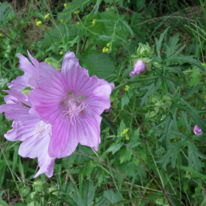 Photographie n°2495823 du taxon Malva alcea L.