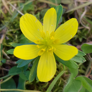 Photographie n°2495850 du taxon Eranthis hyemalis (L.) Salisb.