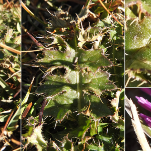 Photographie n°2495851 du taxon Cirsium acaulon (L.) Scop.