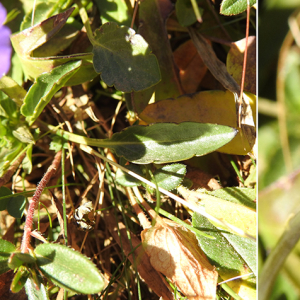 Photographie n°2495854 du taxon Viola calcarata L. subsp. calcarata