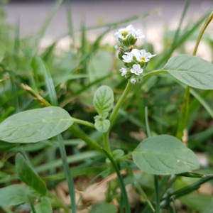 Photographie n°2495874 du taxon Heliotropium europaeum L.