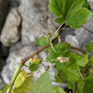 Photographie n°2495884 du taxon Ribes nigrum L. [1753]