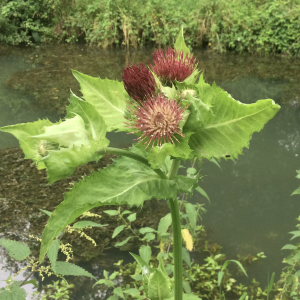 Photographie n°2495918 du taxon Cirsium oleraceum (L.) Scop.