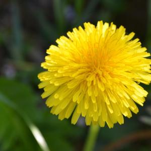 Photographie n°2495930 du taxon Taraxacum officinale Weber [1780]