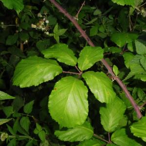 Photographie n°2495947 du taxon Rubus ulmifolius Schott [1818]