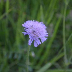 Photographie n°2495955 du taxon Knautia arvensis (L.) Coult. [1828]