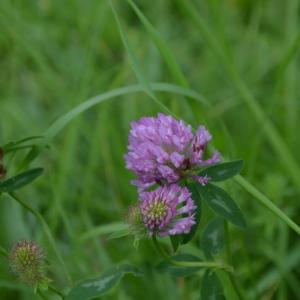 Photographie n°2495985 du taxon Trifolium pratense L. [1753]