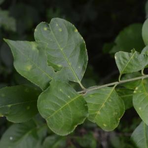 Photographie n°2495988 du taxon Euonymus europaeus L. [1753]