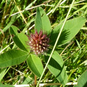 Photographie n°2496002 du taxon Trifolium medium subsp. medium