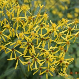 Photographie n°2496010 du taxon Senecio ovatus (P.Gaertn., B.Mey. & Scherb.) Willd. [1803]