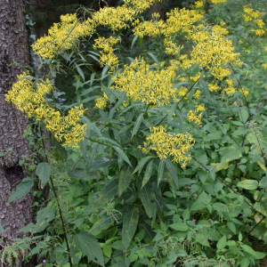 Photographie n°2496011 du taxon Senecio ovatus (P.Gaertn., B.Mey. & Scherb.) Willd. [1803]