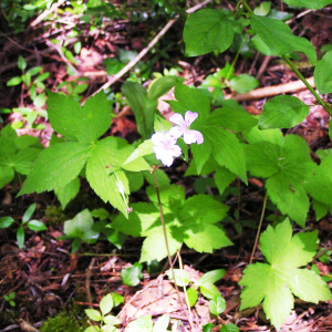 Photographie n°2496042 du taxon Geranium nodosum L.