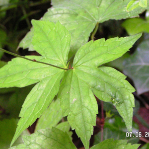 Photographie n°2496048 du taxon Geranium nodosum L.