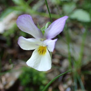 Photographie n°2496070 du taxon Viola tricolor L.