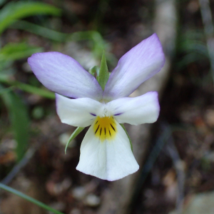 Photographie n°2496071 du taxon Viola tricolor L.