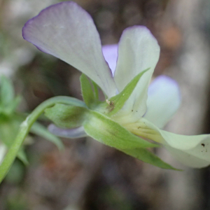 Photographie n°2496072 du taxon Viola tricolor L.