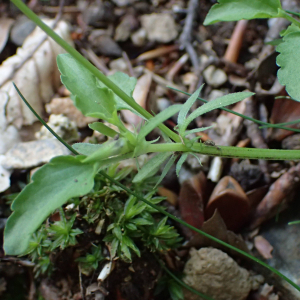 Photographie n°2496073 du taxon Viola tricolor L.