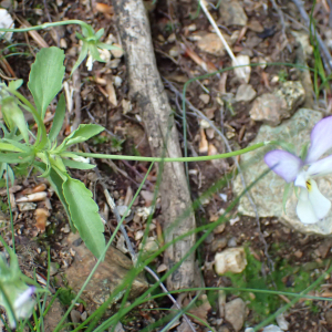 Photographie n°2496075 du taxon Viola tricolor L.