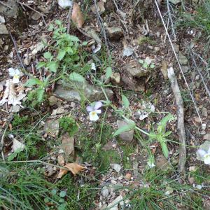 Photographie n°2496077 du taxon Viola tricolor L.