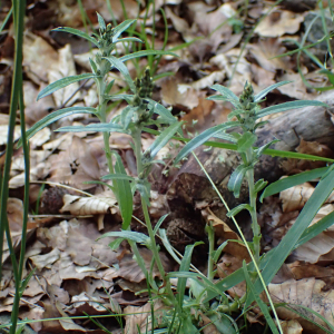 Photographie n°2496082 du taxon Gnaphalium sylvaticum L.